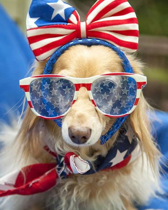 Happy almost 4th of July! We wanted to let all of our clients know that we will be closed July 4th and 5th and will re-open July 8th. Have fun, be safe, and enjoy the sunshine ☀️ #frontierveterinaryclinic #SwartzCreek