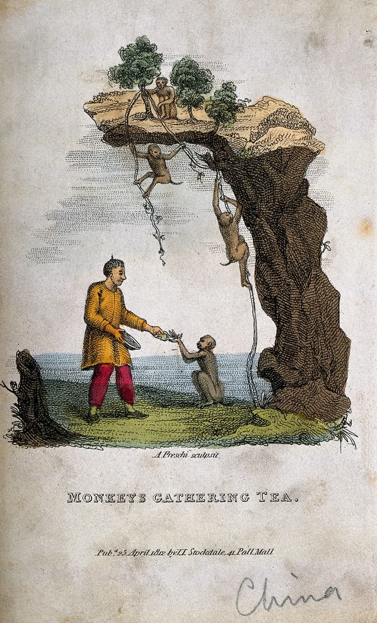 Wellcome tea monkeys 2.jpg