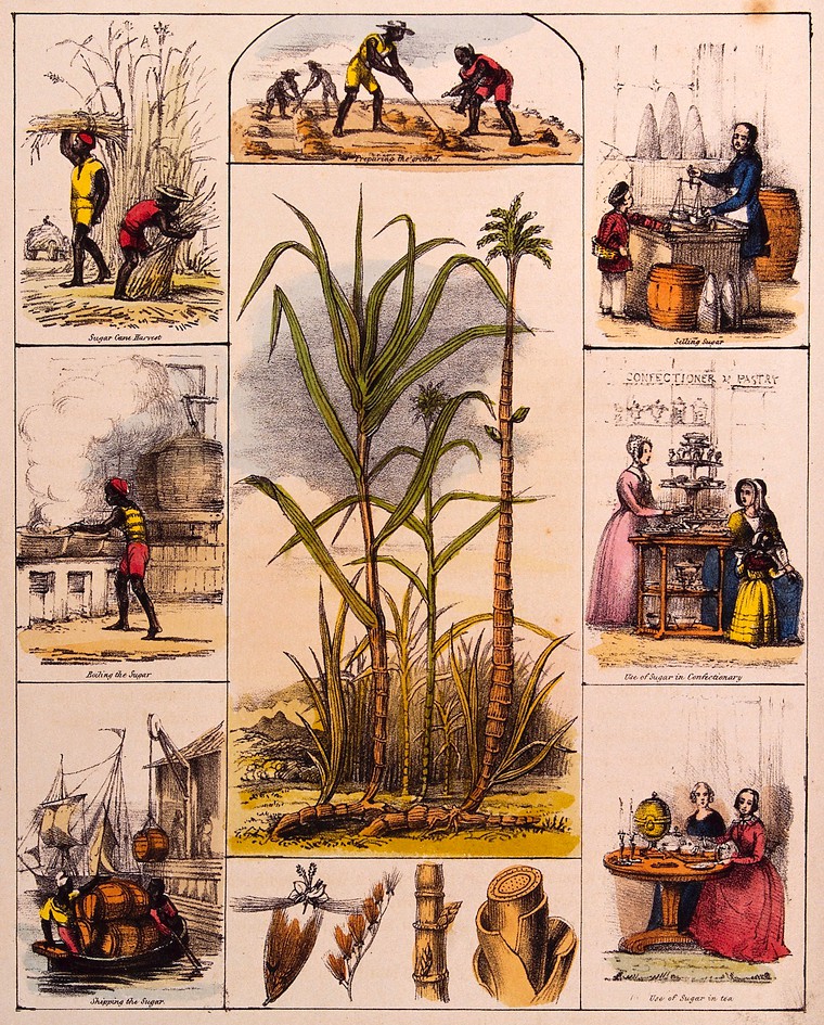 Wellcome sugar uses by man.jpg