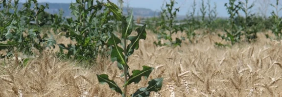 Weeds in wheat field; https://cropwatch.unl.edu/post-wheat-harvest-weed-control