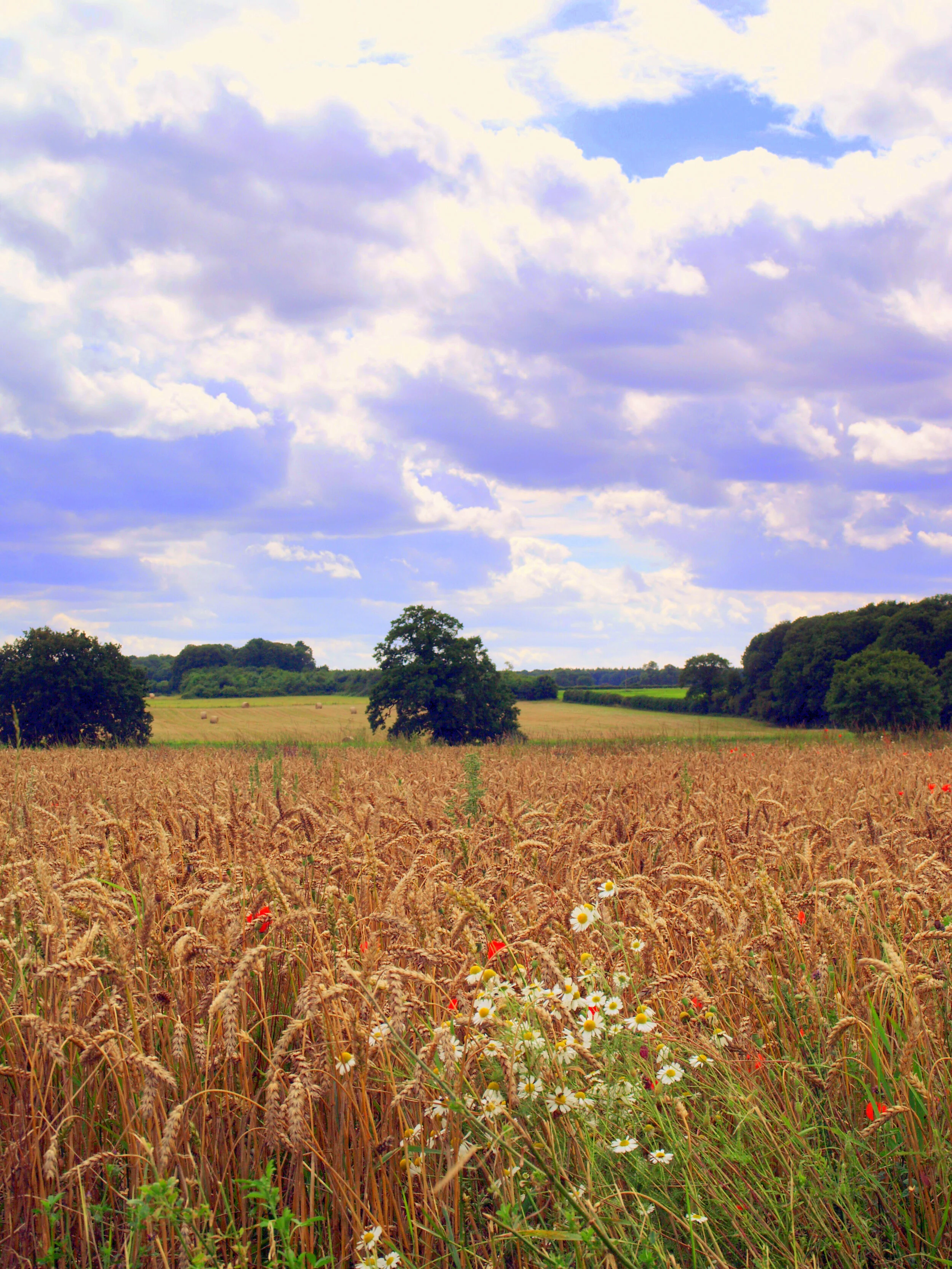 TURTLE DOVES IN NORFOLK