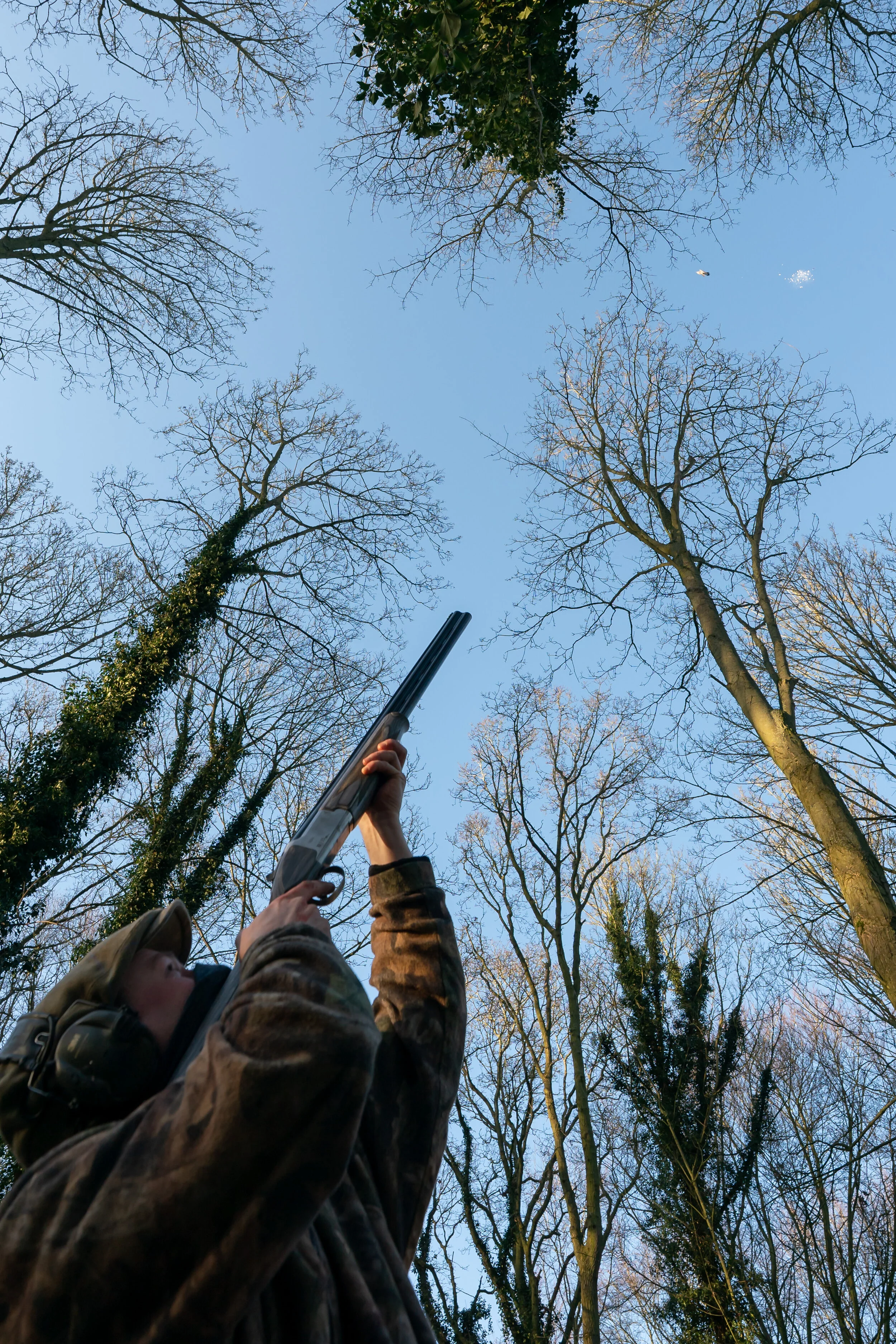 ROOST SHOOTING PIGEONS