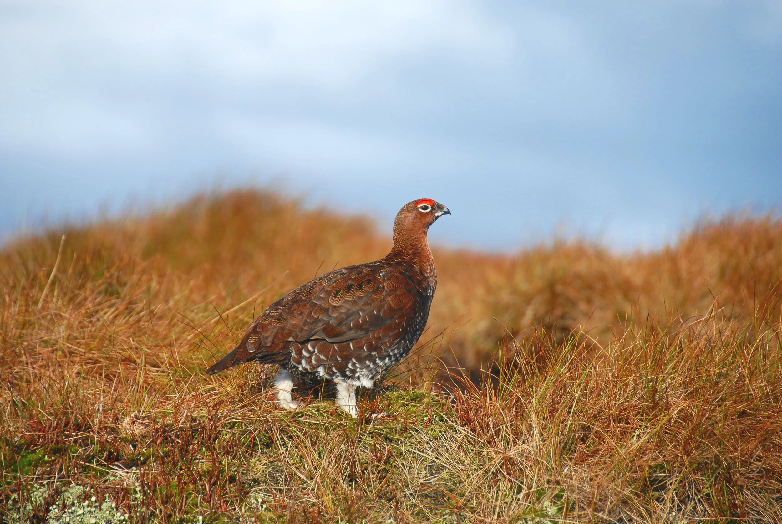 AN INTRODUCTION TO DRIVEN GROUSE SHOOTING