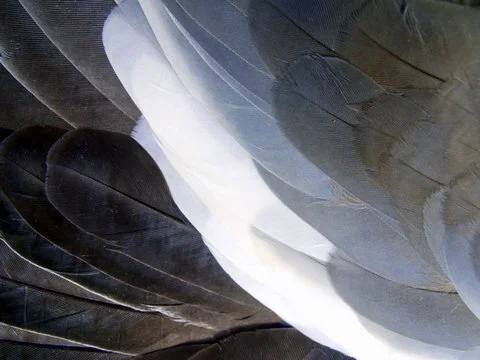 SPRING DRILLINGS - A SHORT FILM