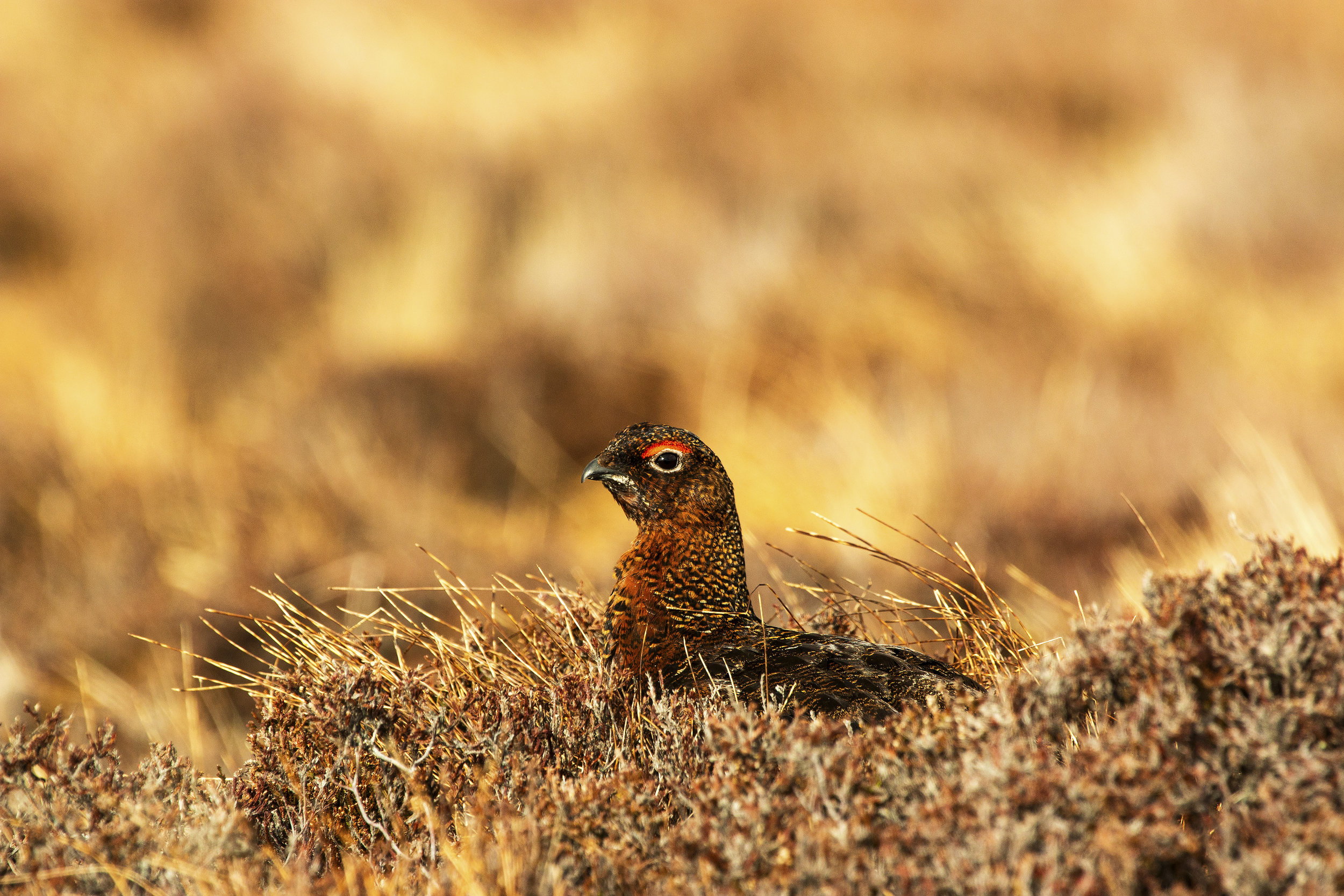 BEHIND THE SCENES - DRIVEN GROUSE