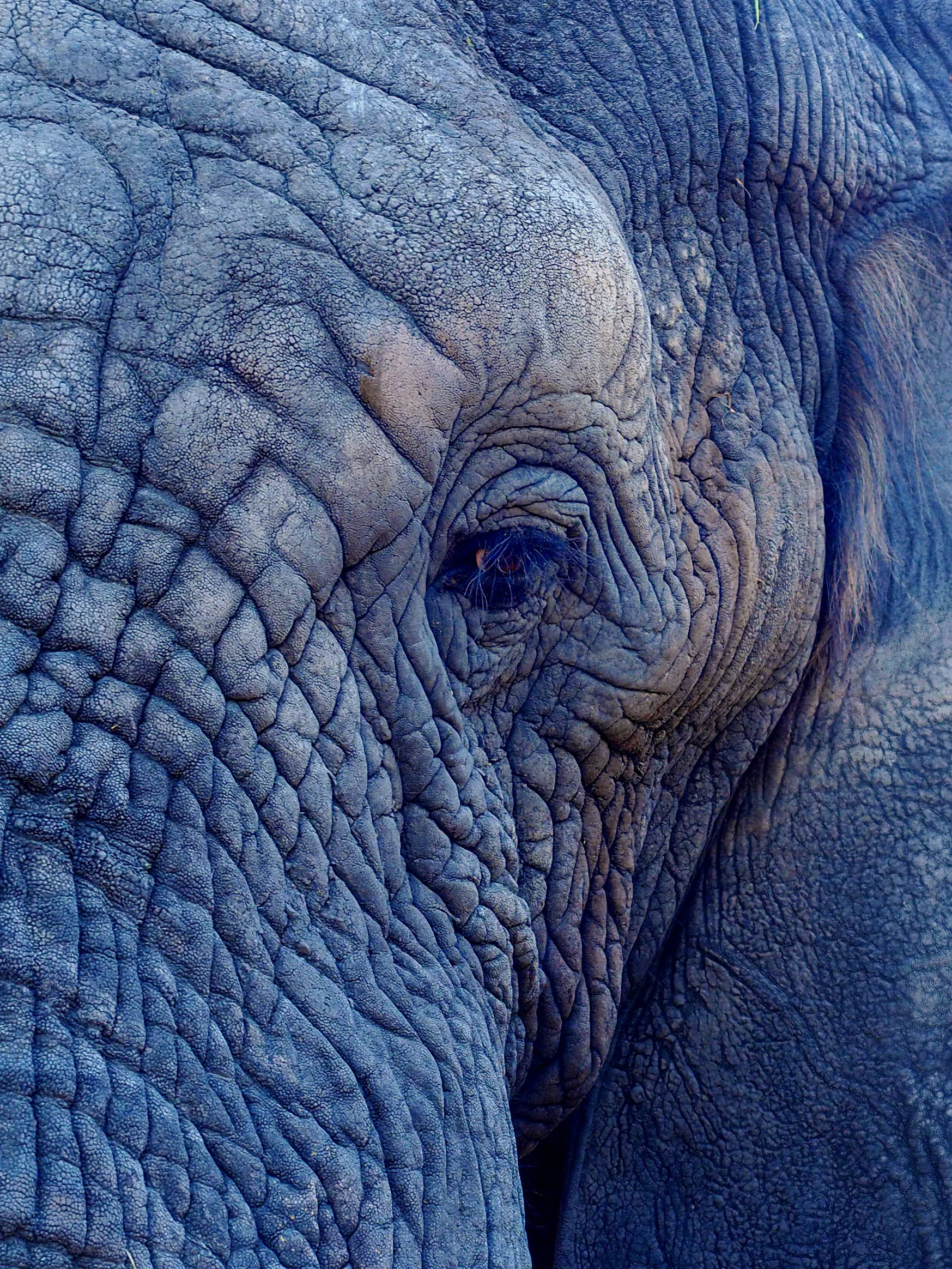 AFRICAN WILDLIFE MANAGEMENT
