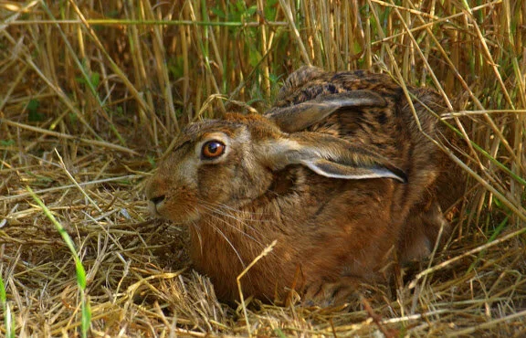 AN EXCELLENT HARE STEW