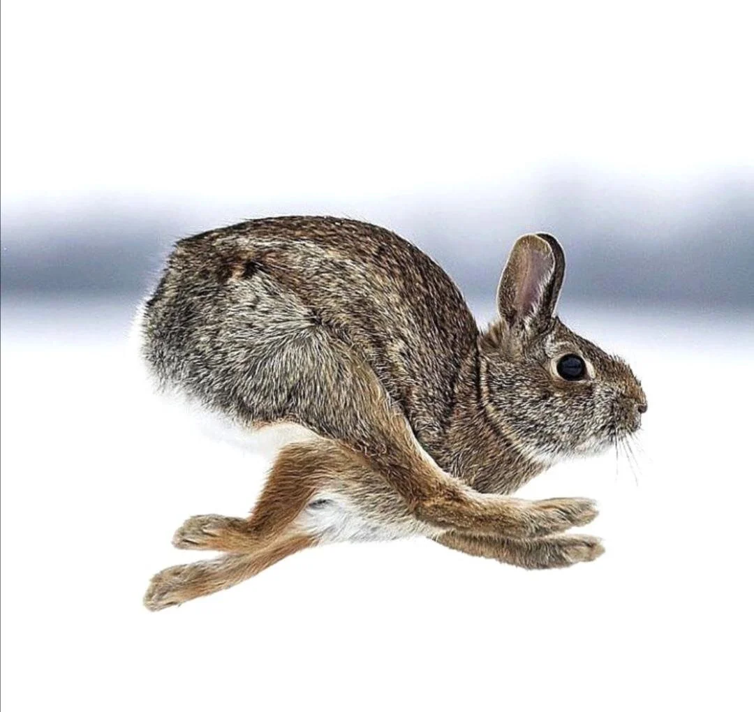 THE GREAT RABBIT SHOOTS