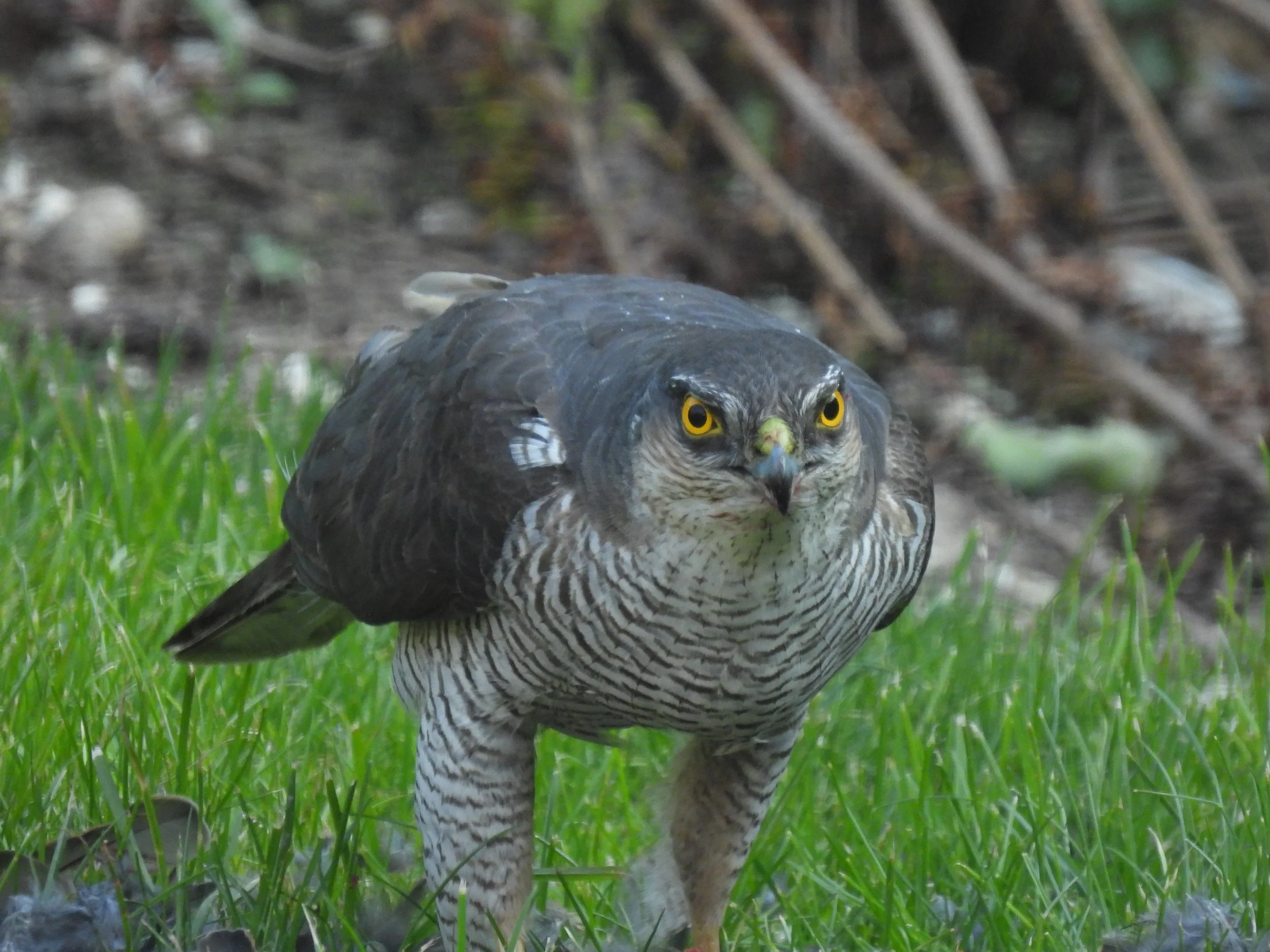 Species Spotlight - Eurasian Sparrowhawk