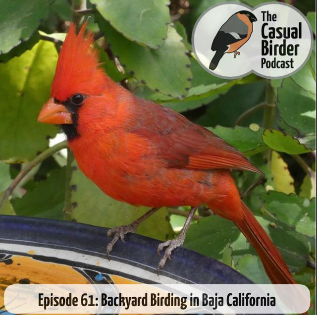 61: Backyard Birding in Baja California