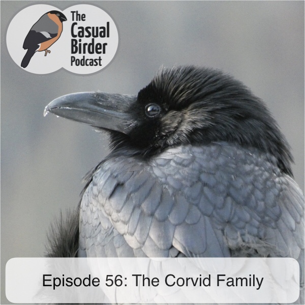 56: The Corvid Family