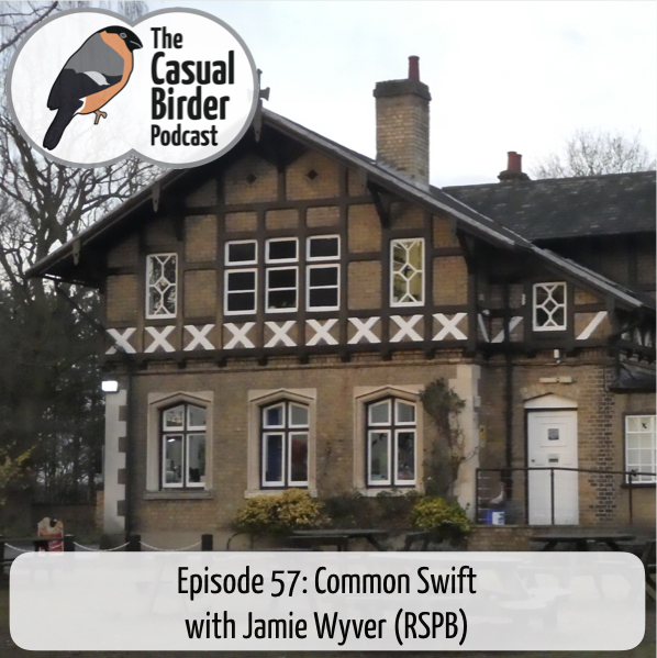 57: Common Swift with Jamie Wyver (RSPB)