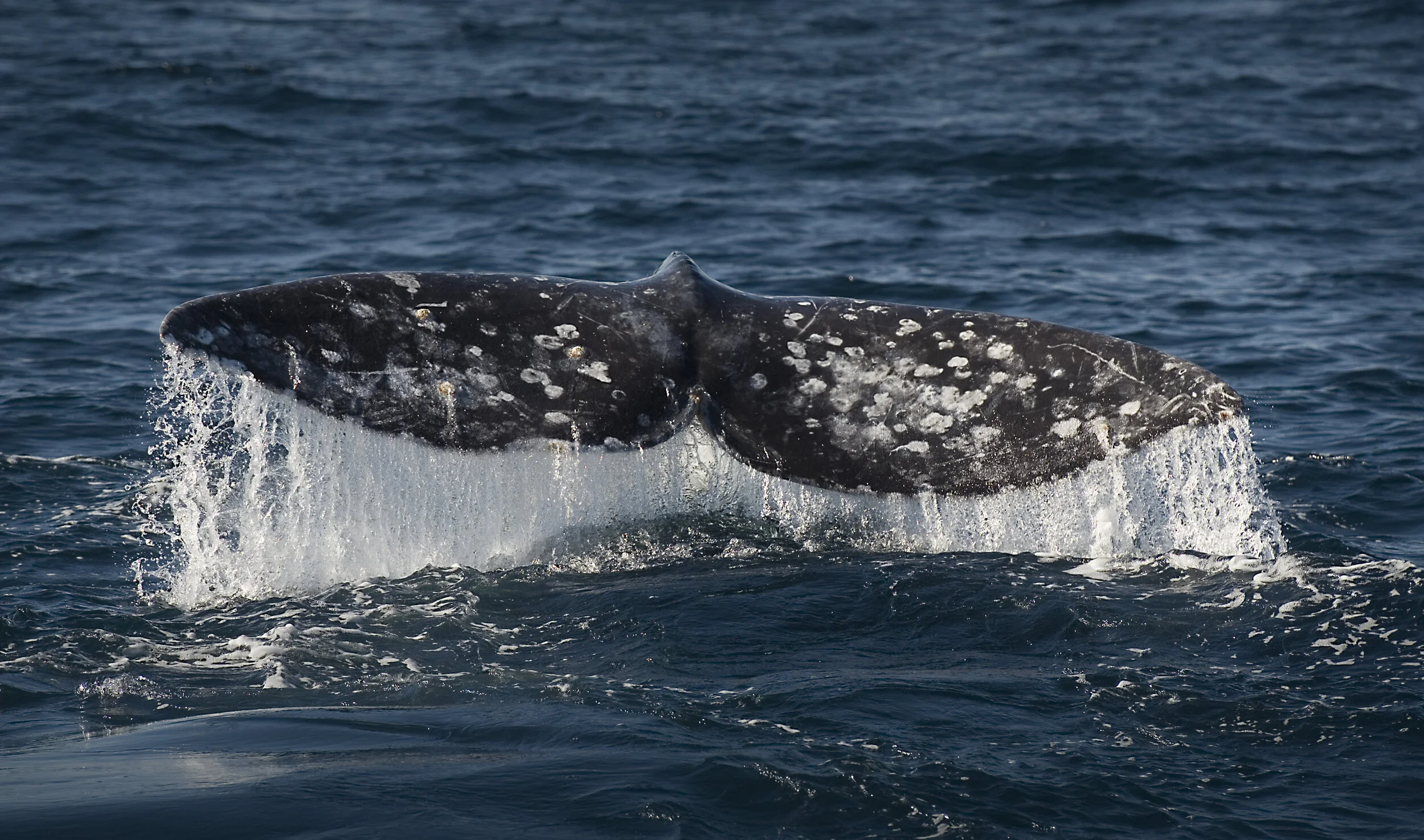 Grey Whale Flukes