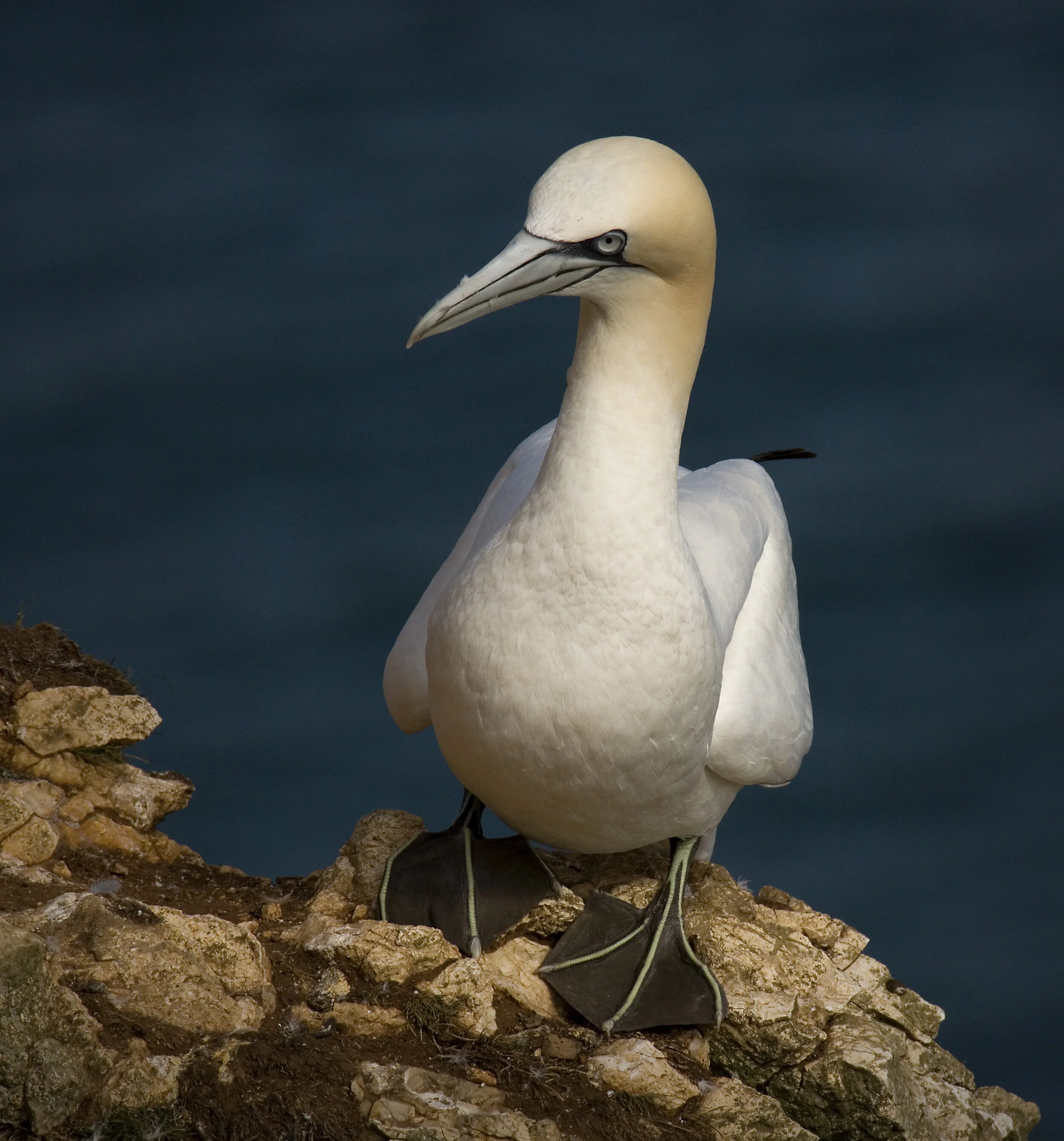 Gannet