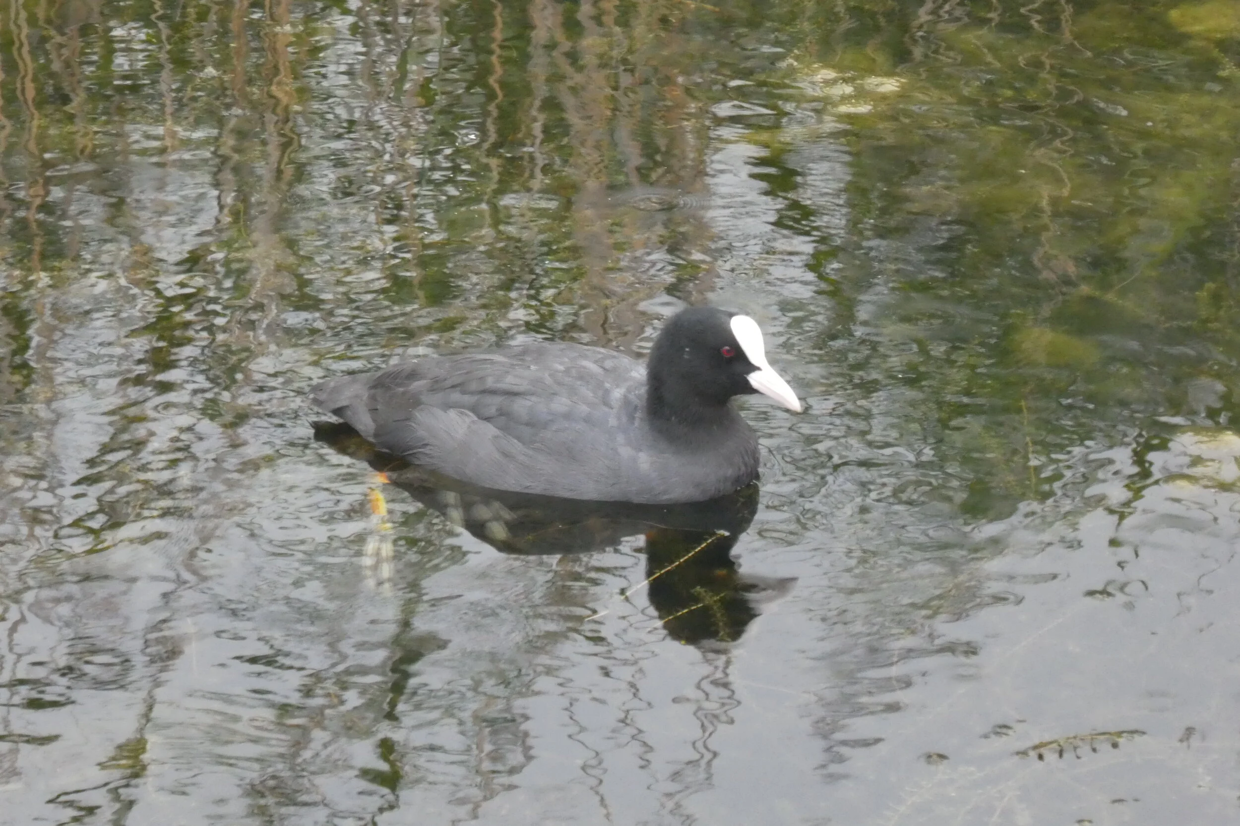 Coot