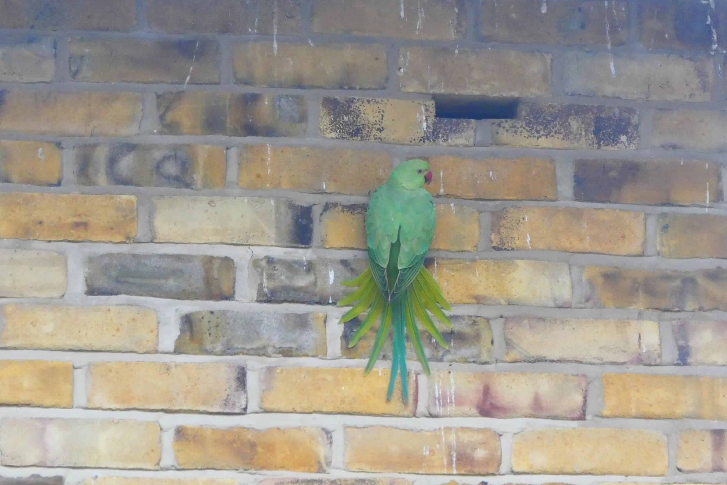 Ring-necked Parakeet