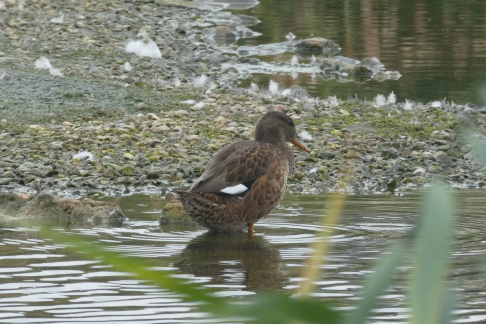 Gadwall