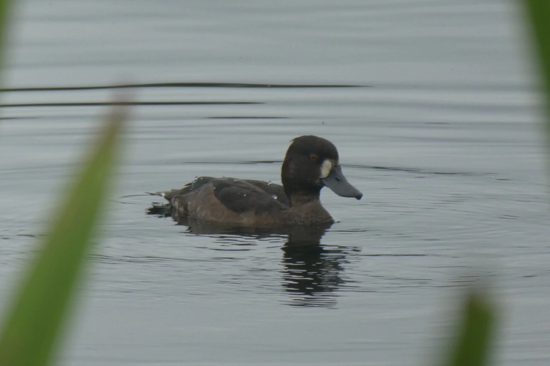 Tufted Duck