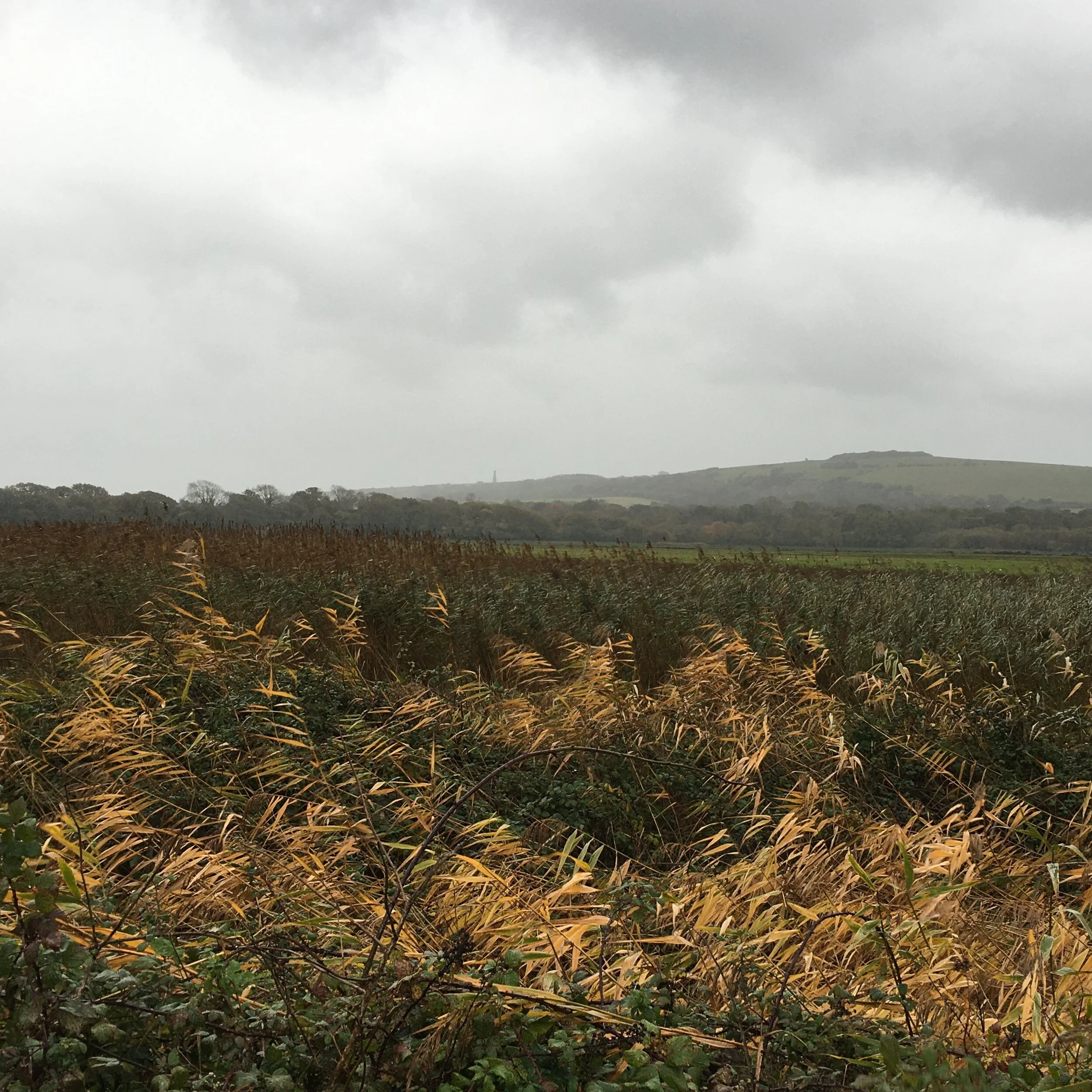 Countryside view, Brading Marsh