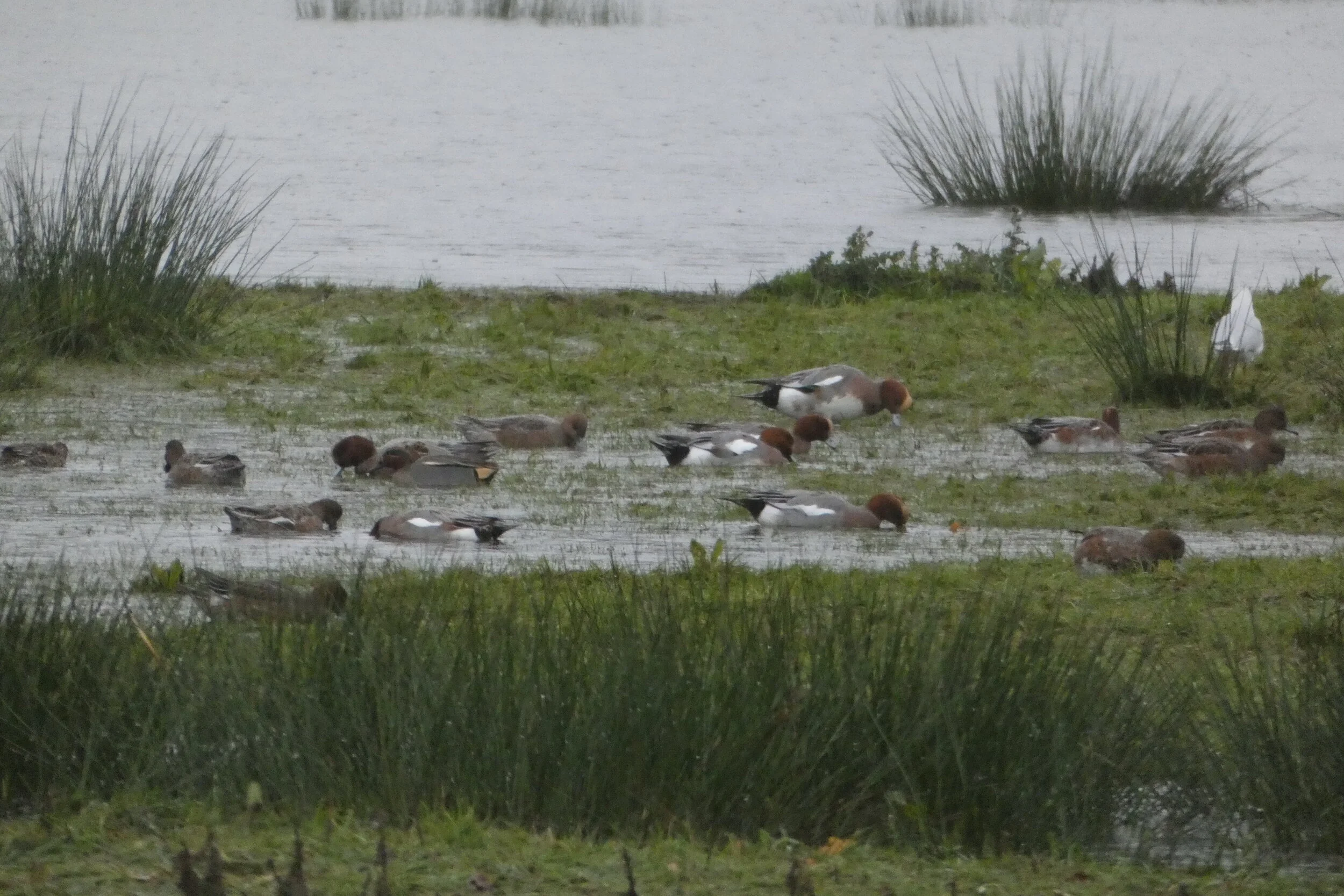 Wigeon and Teal
