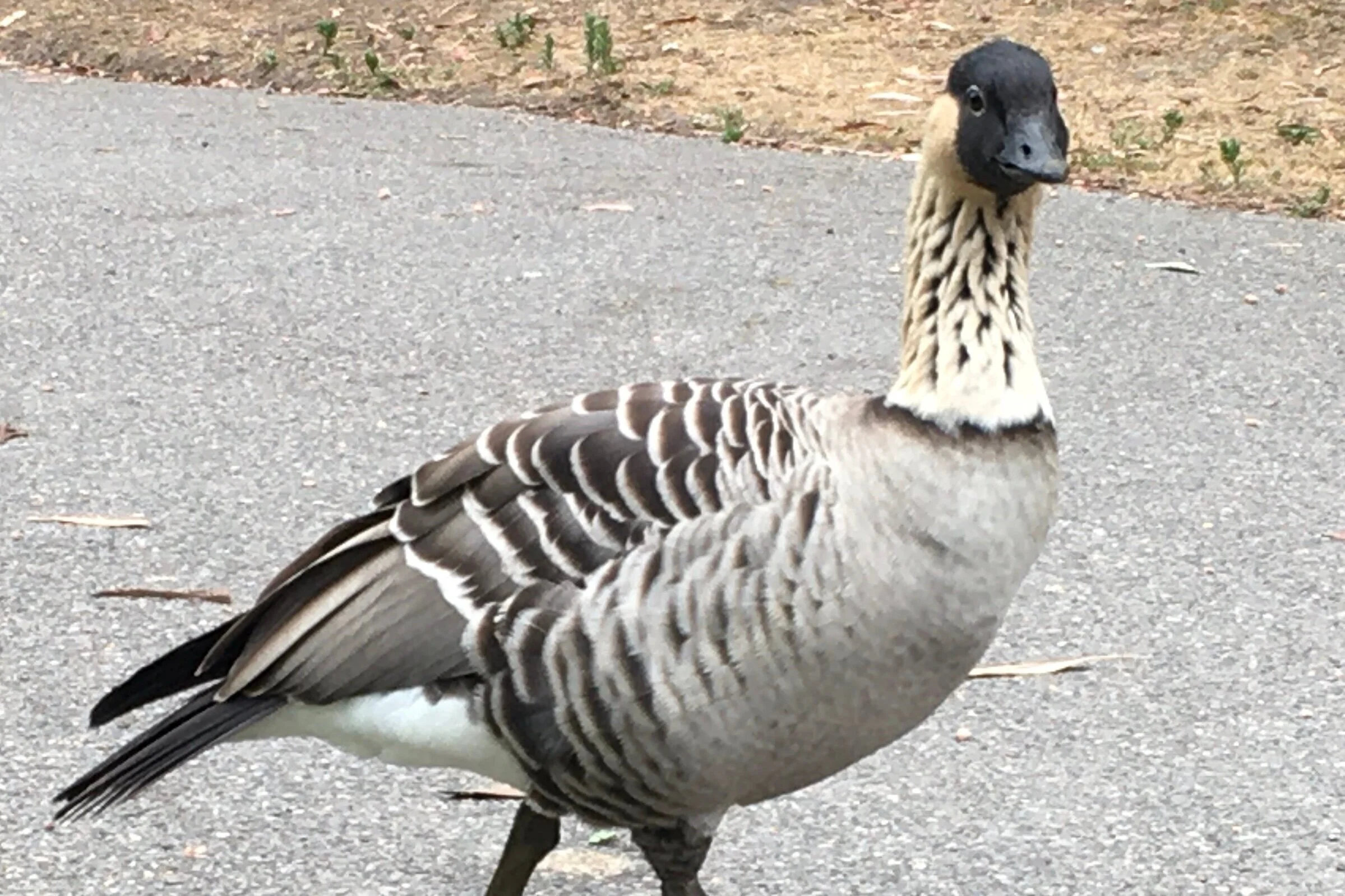 Nene Goose