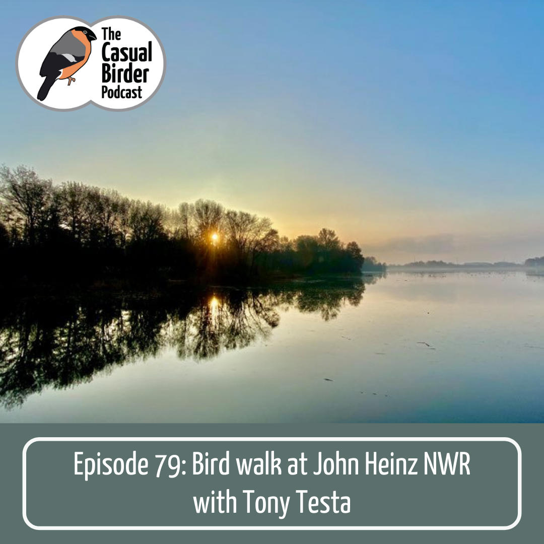 79: Bird walk at John Heinz NWR with Tony Testa