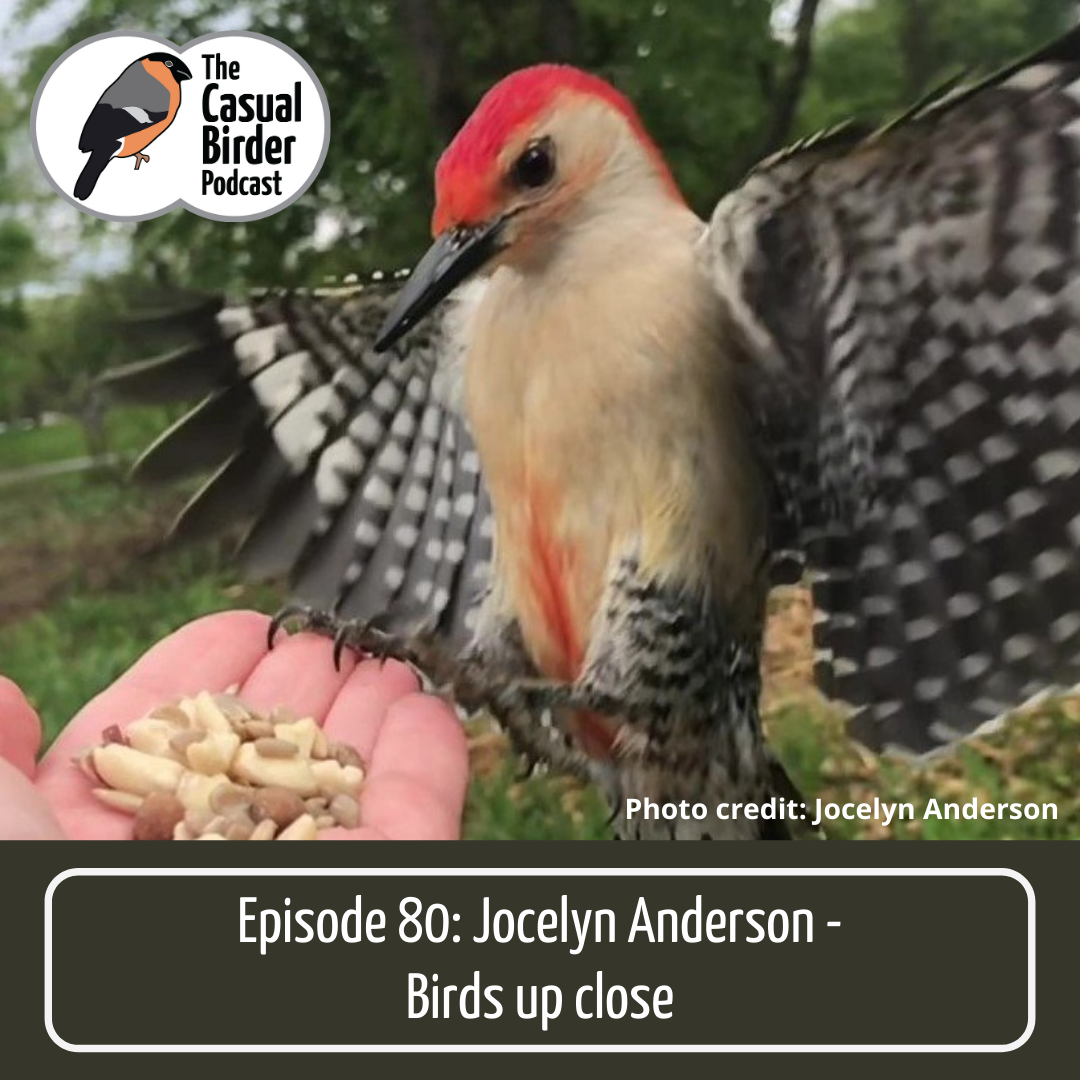 80: Jocelyn Anderson - Birds up close