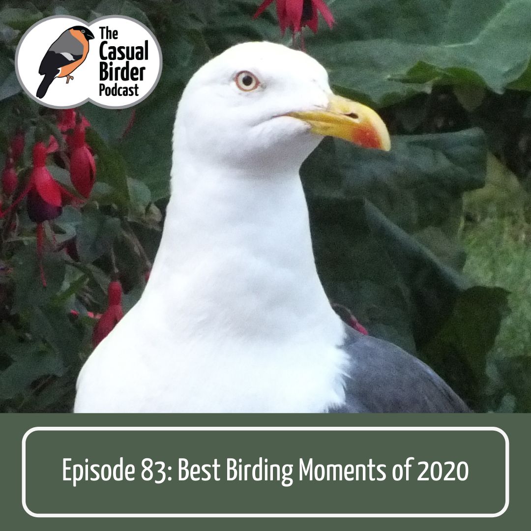 83 Best Birding Moments of 2020