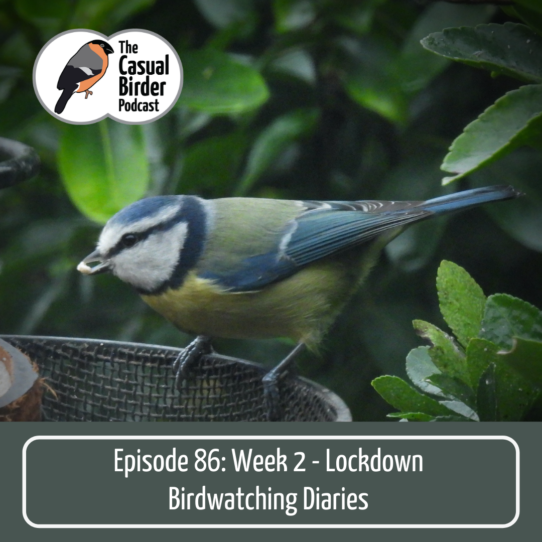 86: Week 2 Birdwatching Diaries