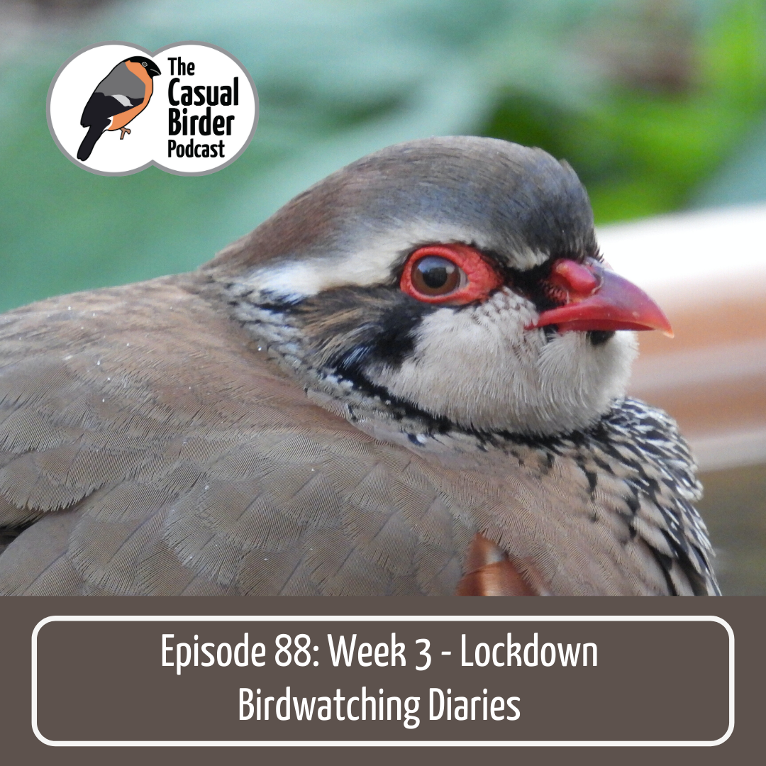 88: Week 3 Birdwatching Diaries