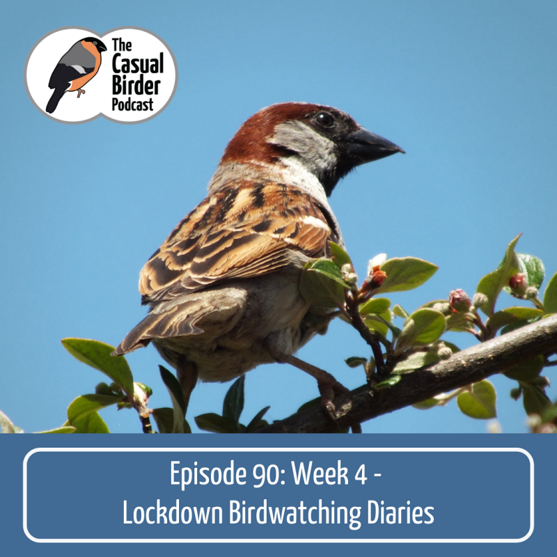 90: Week 4 Birdwatching Diaries