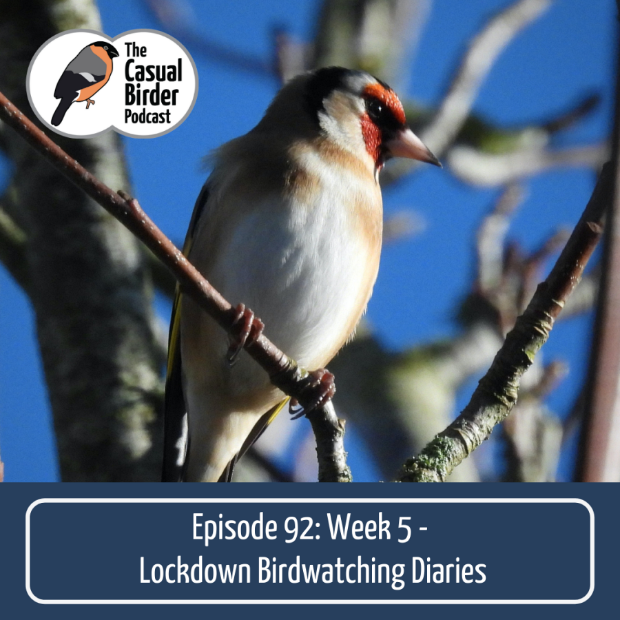 92: Week 5 Birdwatching Diaries