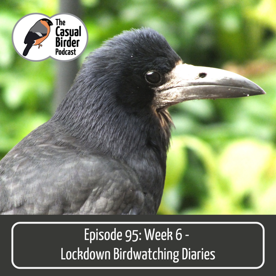 95: Week 6 Birdwatching Diaries