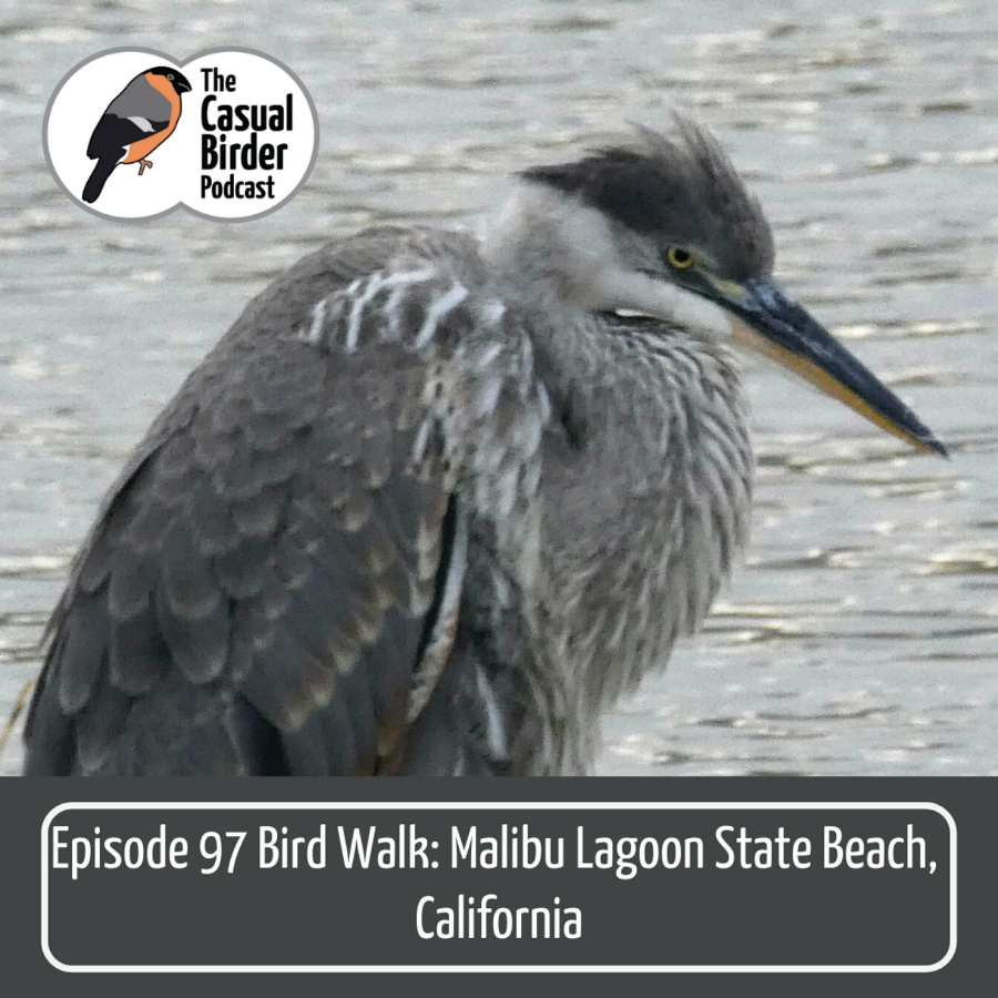 97: Bird walk in Malibu