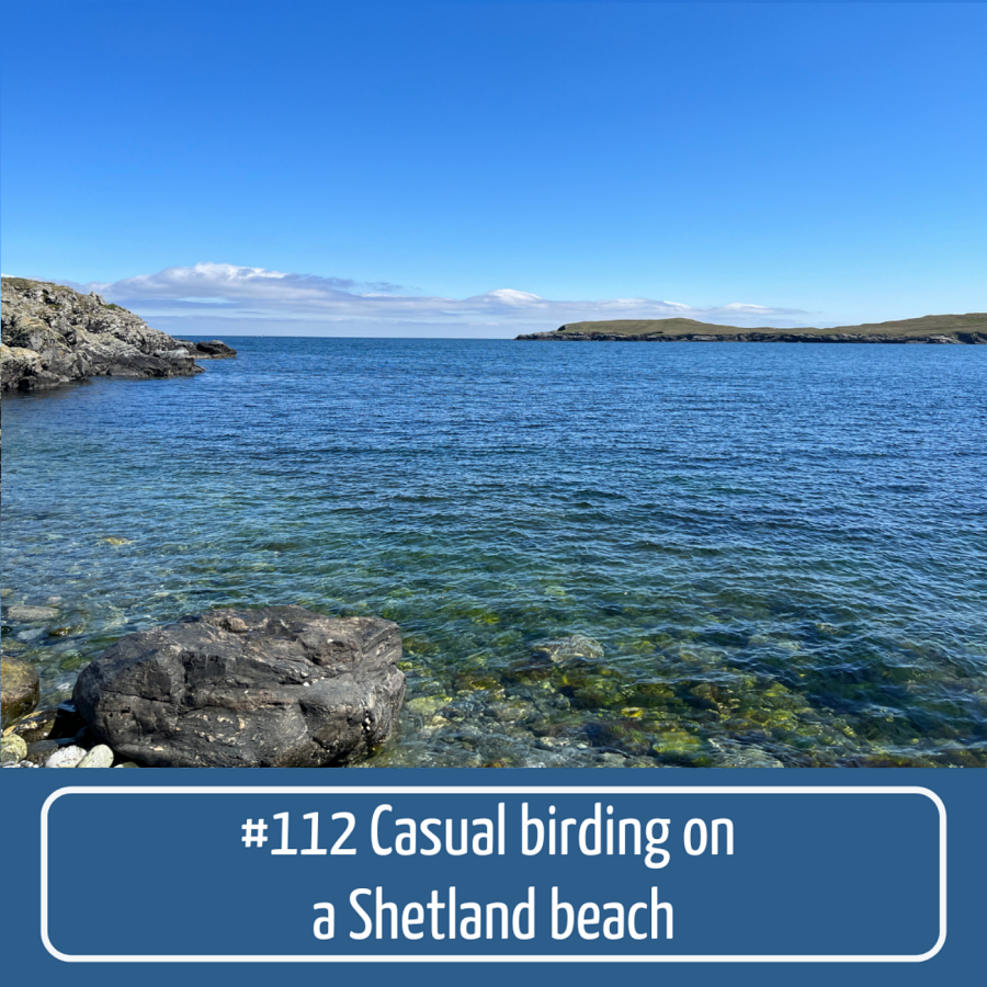 #112 Casual birding on a Shetland beach