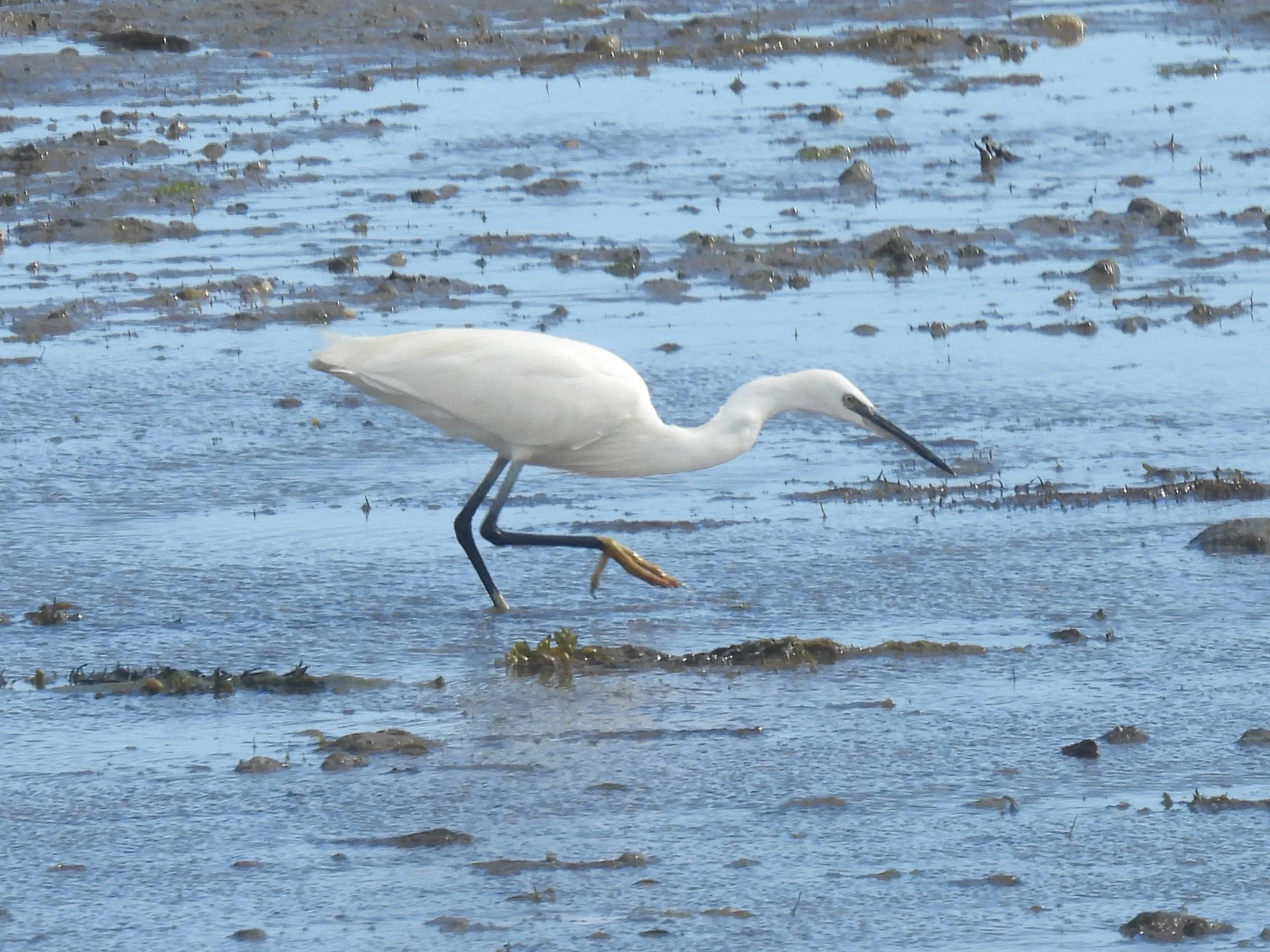 A day at Keyhaven Marshes