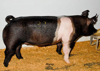 2009-champgilt09belton_right.jpg