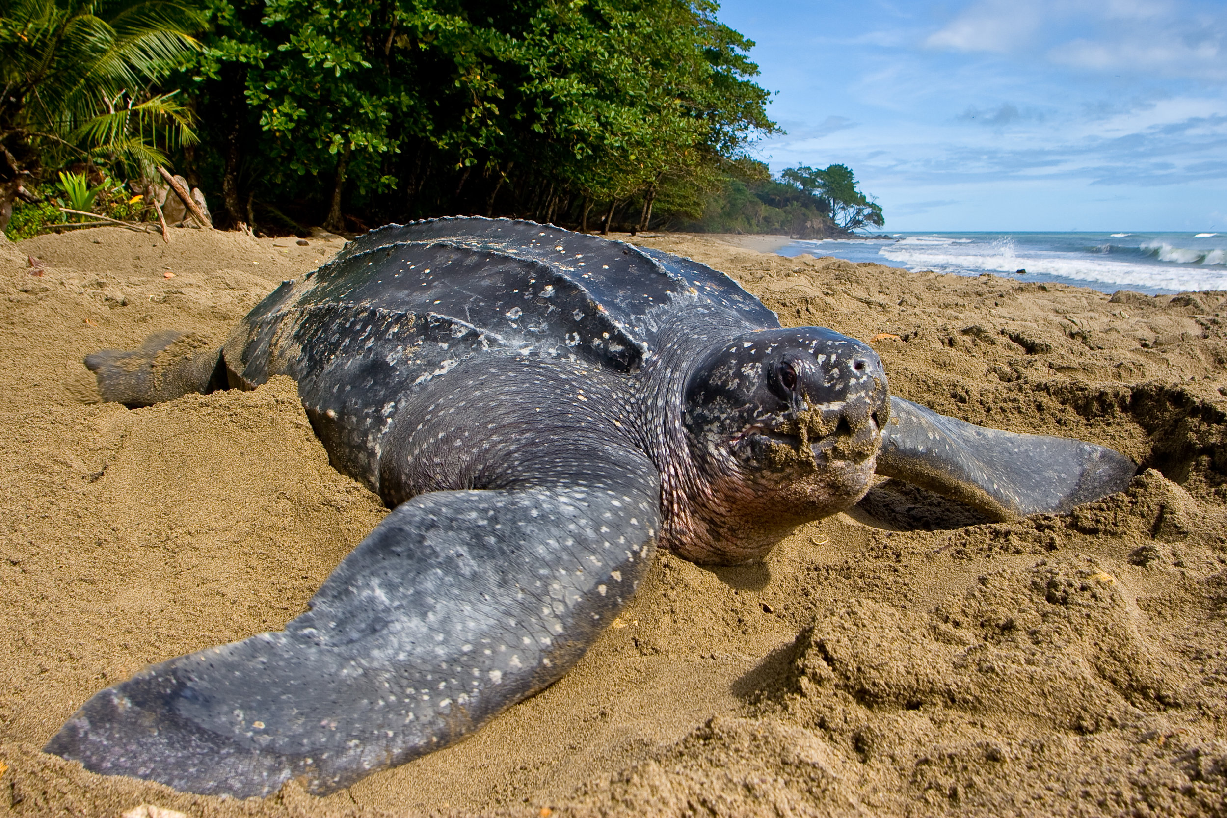  A leatherback turtle nests during daylight in Grande Riviere, Trinidad. © Brian J. Hutchinson 