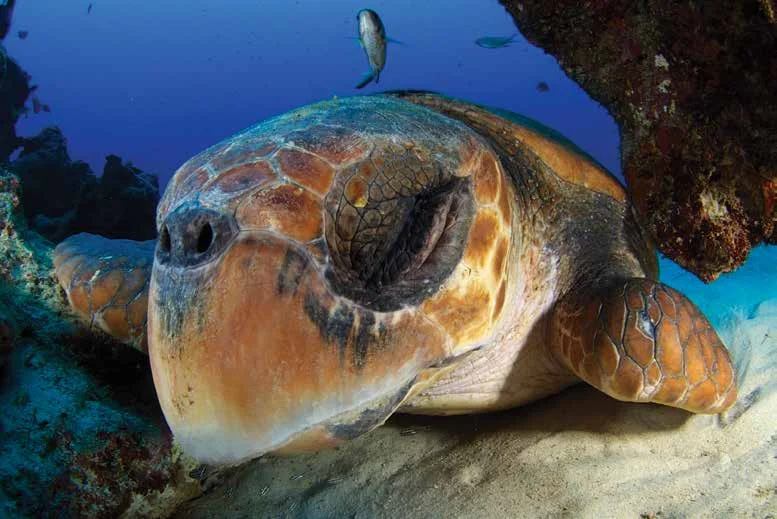 A loggerhead turtle that has been seen for three consecutive years on the same reef patch off the shores of Amami-Oshima, Japan.© Katsuki Oki