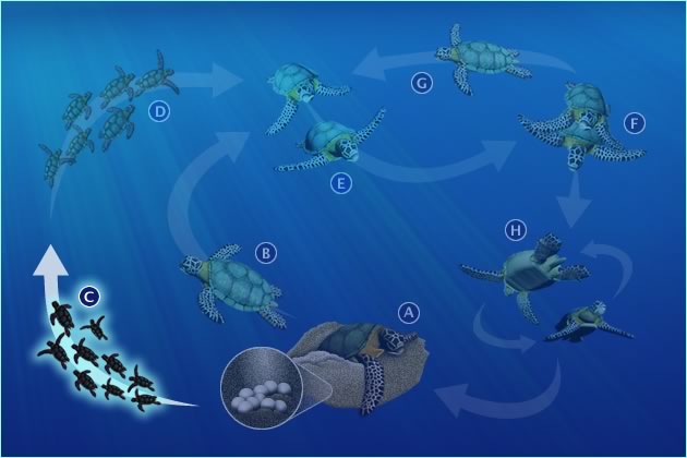 C. HATCHLINGS TO OCEAN AND EARLY YEARS IN OPEN OCEAN HABITAT