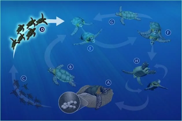 D. DEVELOPMENTAL MIGRATIONS TO NERITIC FEEDING AREAS