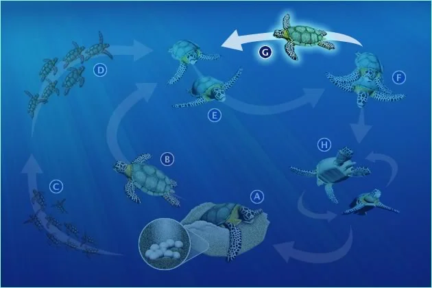 G. ADULT MALES RETURN TO FEEDING AREAS