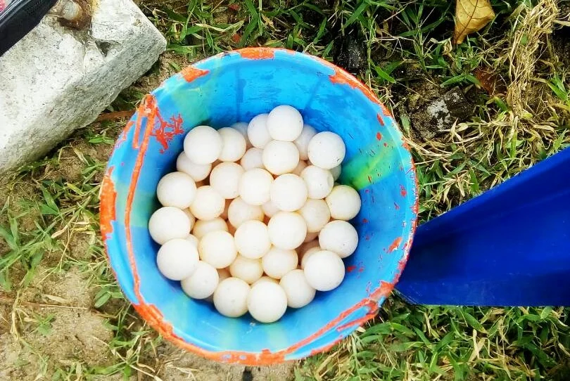 Wildlife Africa — Nigeria (2017)