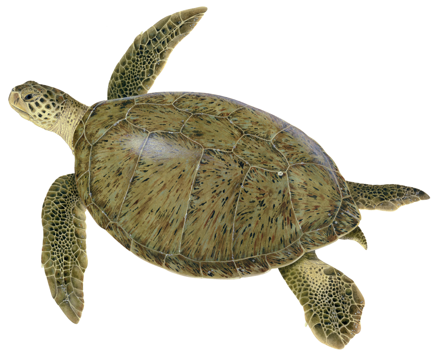 Sea Turtle Species — The State of the World's Sea Turtles | SWOT