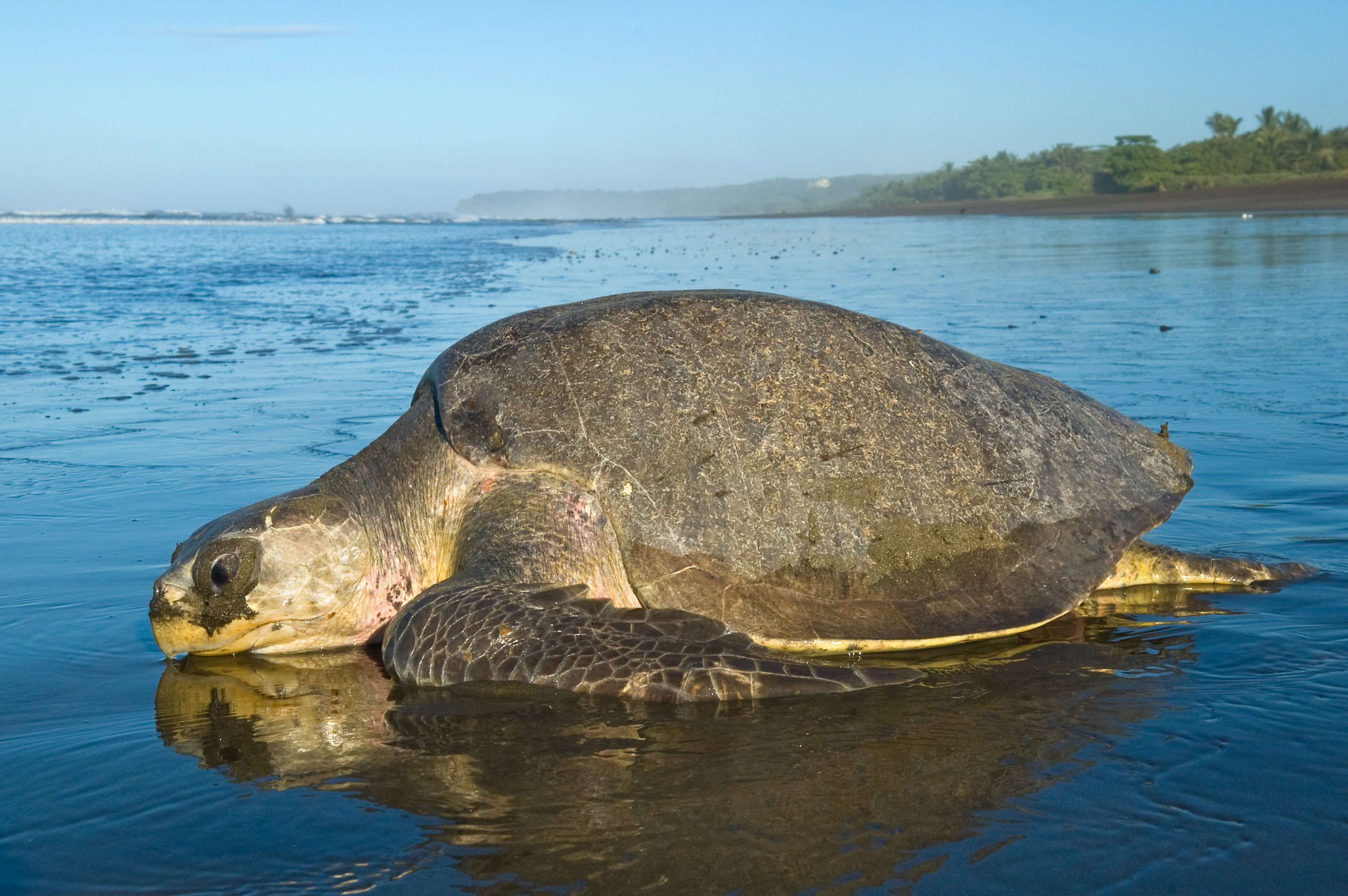  Female olive ridley returning from nesting © Roderic B. Mast 