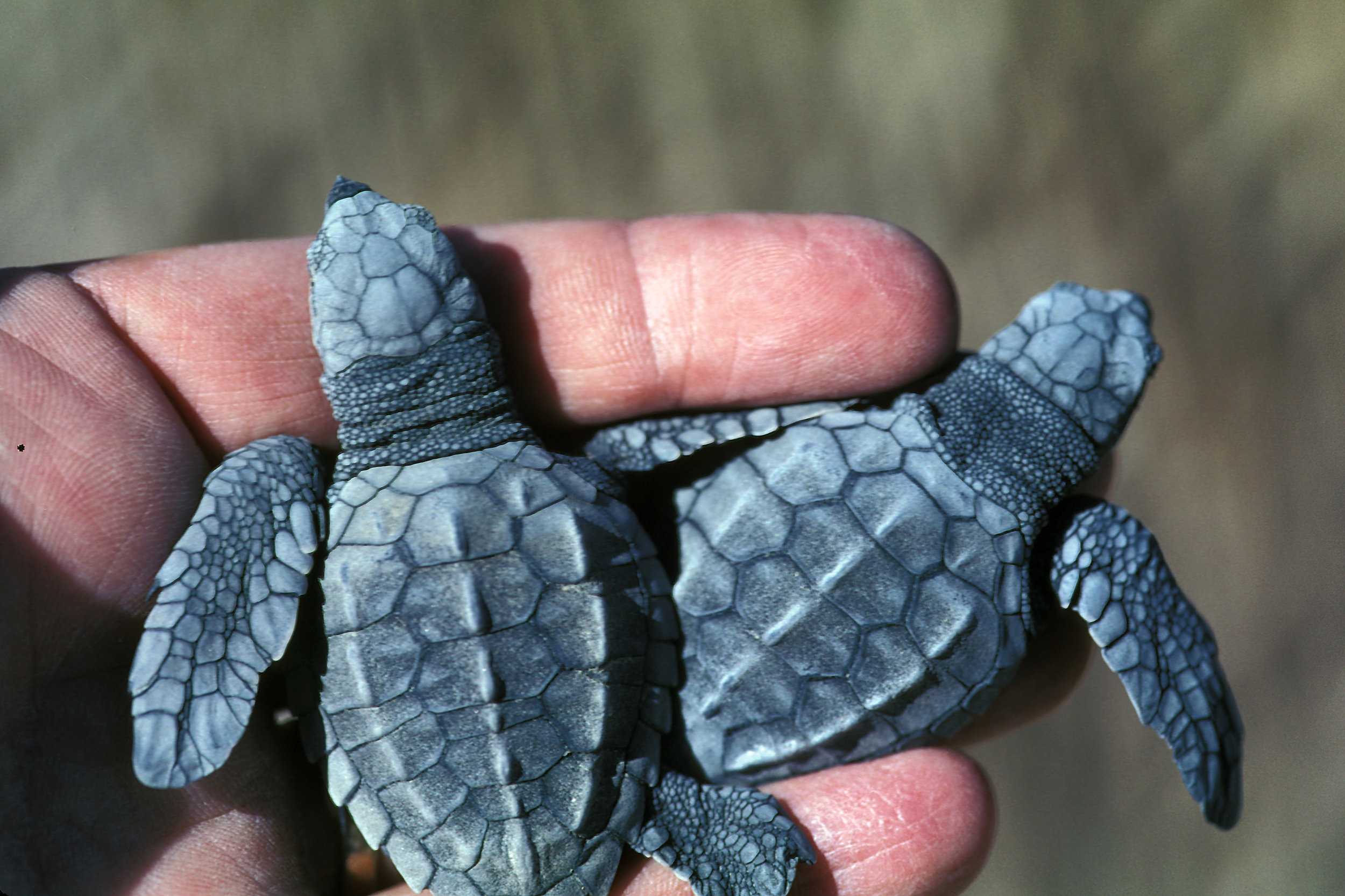  Hatchling olive ridleys © Roderic B. Mast 