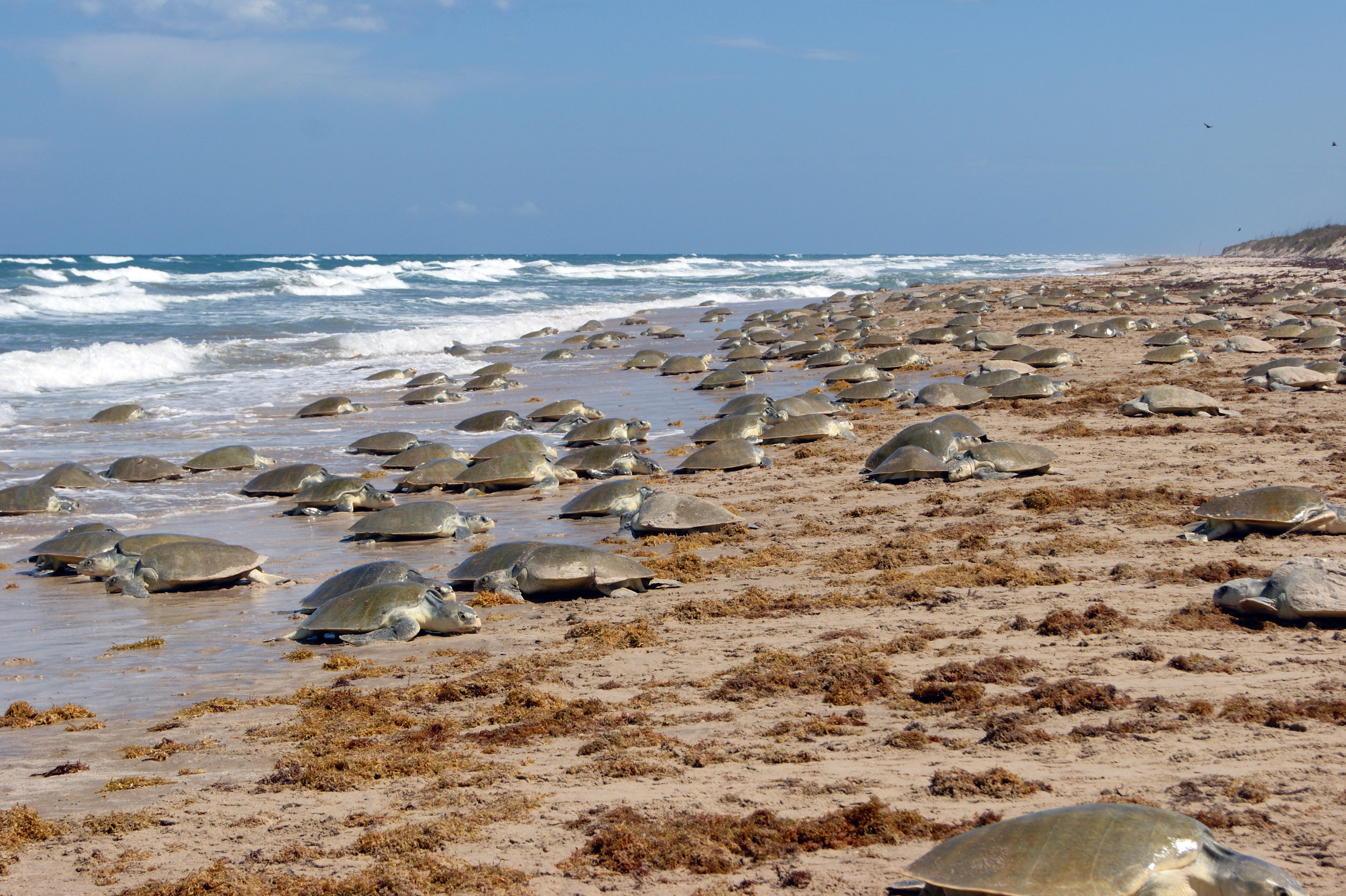  A large Kemp’s ridley  arribada  on June 5, 2011 at Rancho Nuevo, Tamaulipas, Mexico. © Toni Torres 