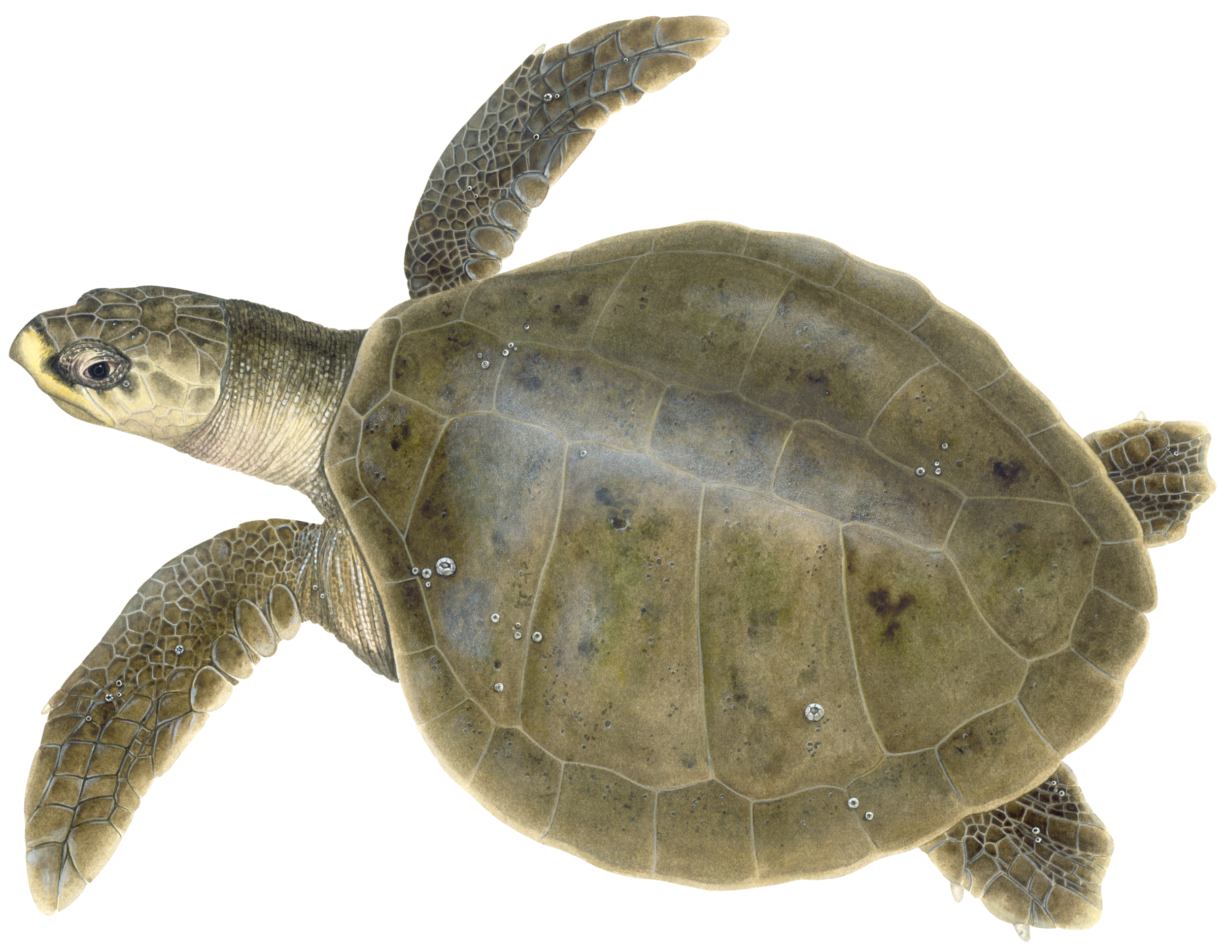  Illustration of an adult Kemp’s ridley. © Dawn Witherington 