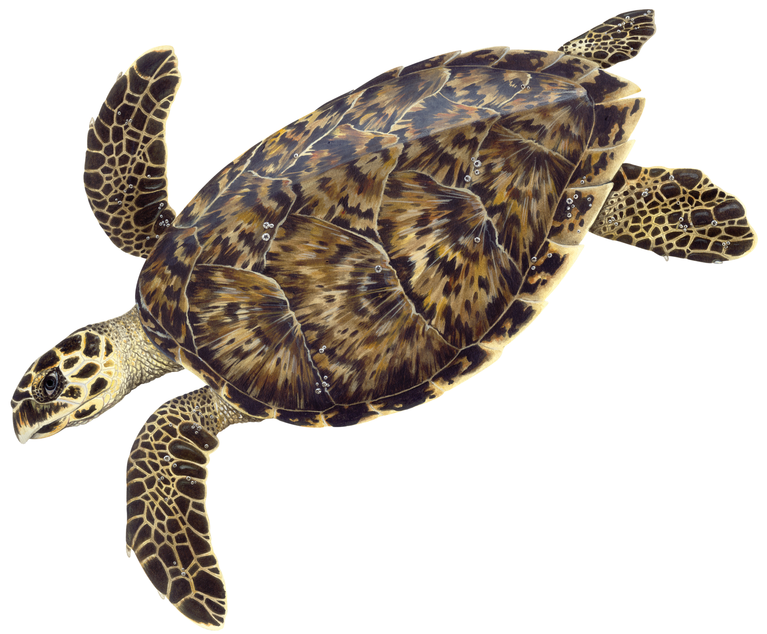  Adult hawksbill illustration © Dawn Witherington 