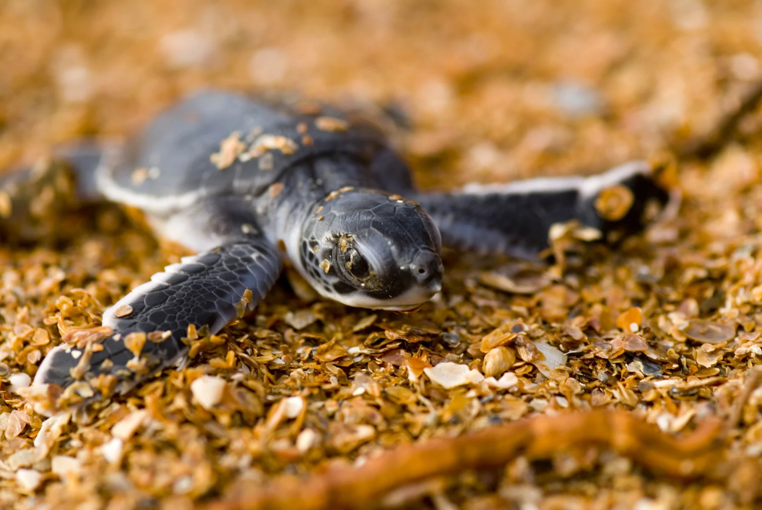 Hatchling green turtle © Roderic B. Mast